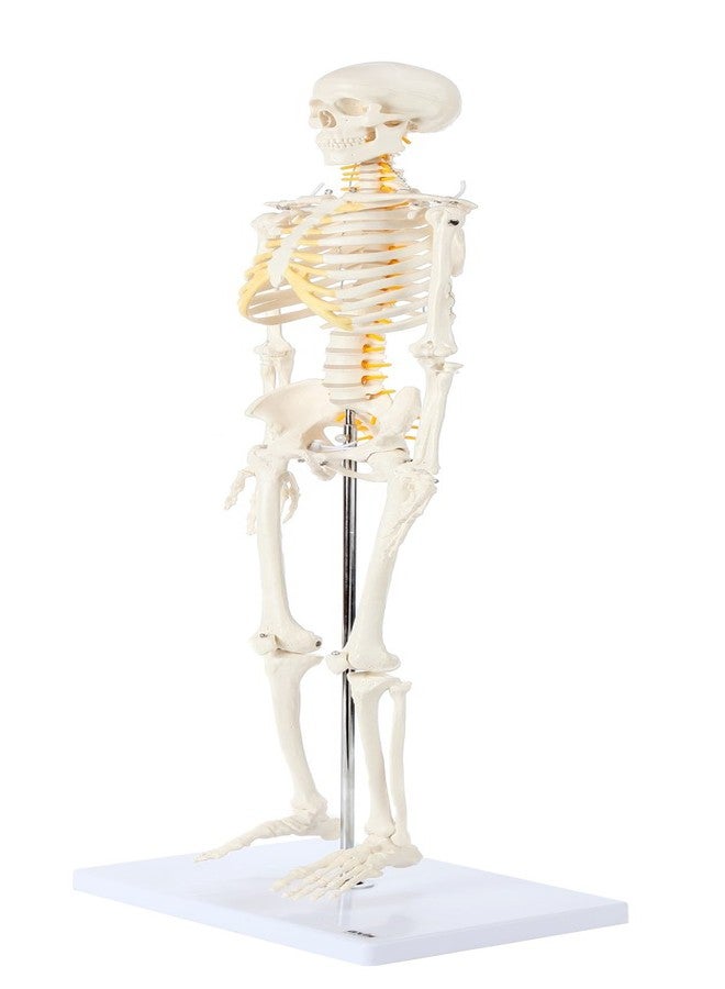 Axis Scientific Mini Human Skeleton Model with Metal Stand, 31" Tall with Removable Arms and Legs, Easy to Assemble, Includes Detailed Product Manual for Study - Image 2